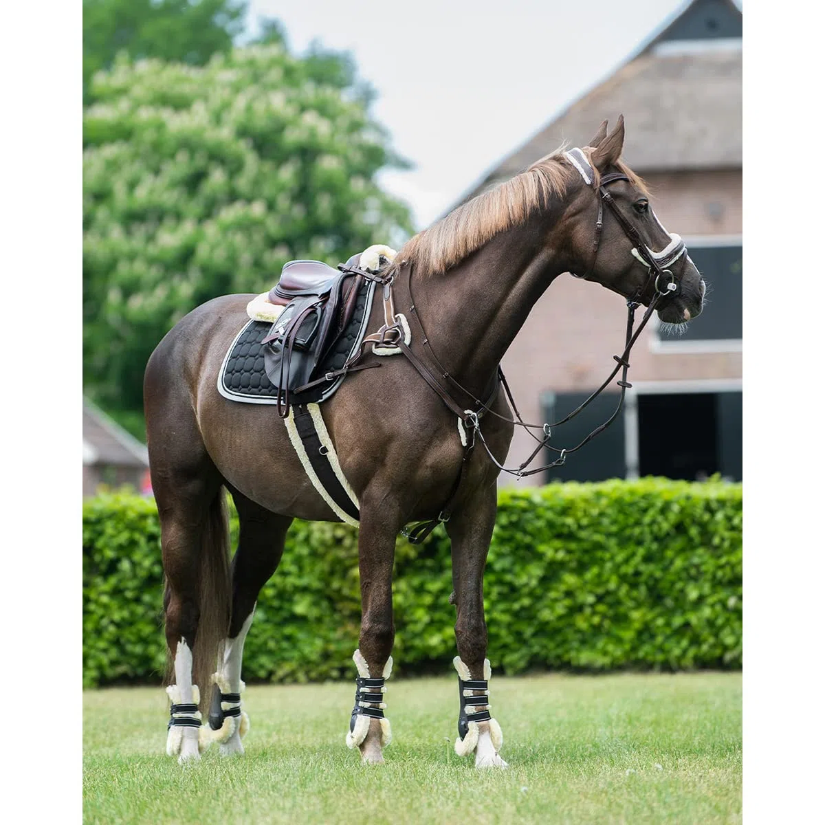 QHP Collier de Chasse Ontario - Marron - Cheval