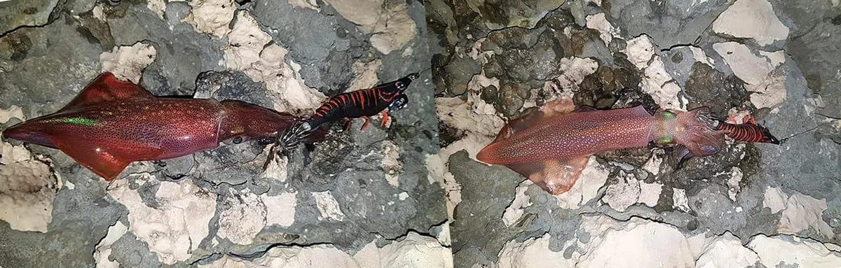 DTD Red Shrimp 3 0.