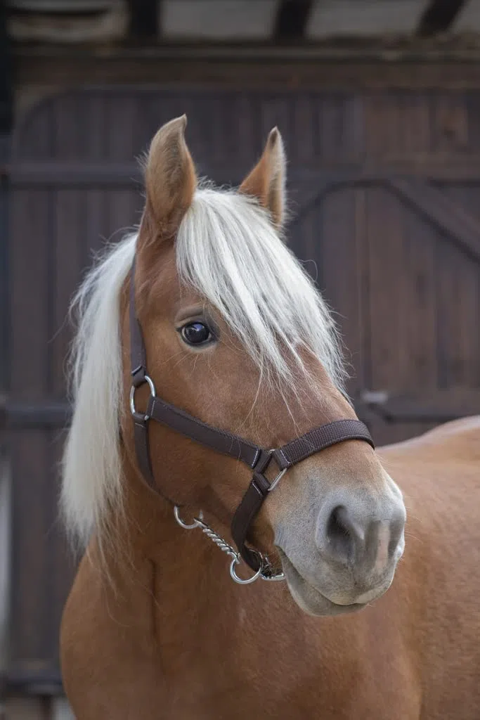 Norton Licol Pro Cheval de Trait - Couleurs - Brun