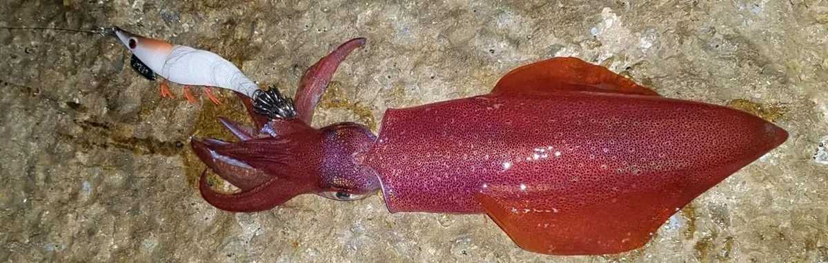 DTD Red Shrimp 3 0.