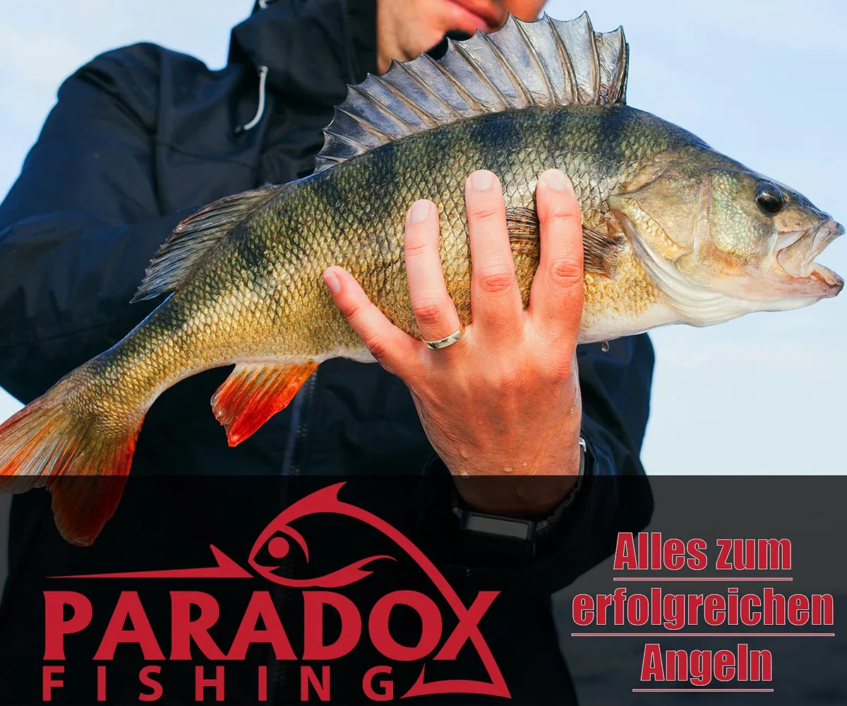 Paradox Fishing Cheburashka Set plombs Plomb (3 g/5 g/7 g/10 g/12 g/14) avec boîte pour hameçons Offset - Drop Shot Têtes plombées Dropshot