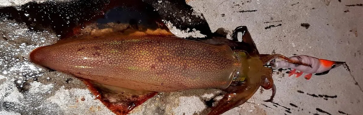 DTD Red Shrimp 3 0.
