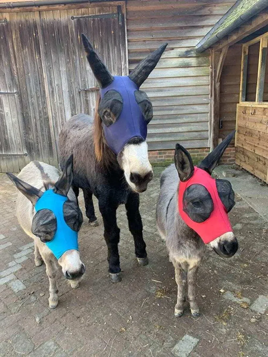 Donkey Masque anti-mouches à enfiler avec oreilles (S à XL) (XL, bleu marine)