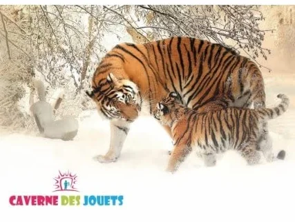 cavernedesjouets Coffret arbalète Arc en métal avec 6 fléchettes Ventouse + Cible - Jeu de tir sécurité - Jouet Sport Enfant et Carte Tigre - Plein air