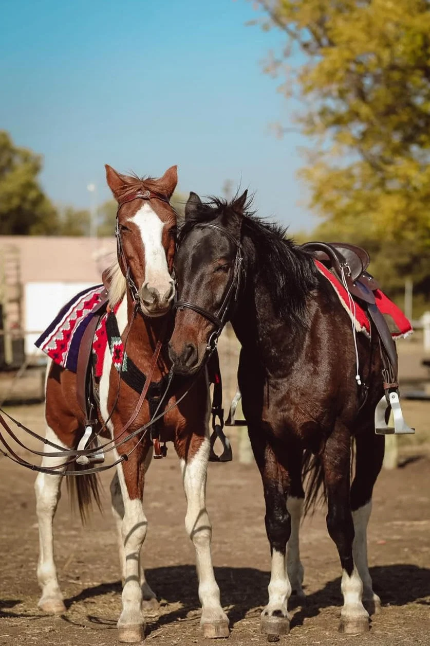 Cheval's International Collier de poitrine en mohair occidental fait à la main en laine pour accessoires d'équitation (Multicolore_Pony_Design2)