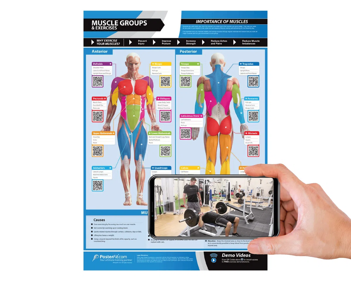 Groupes musculaires et exercices | Muscles et exercices antérieurs et postérieurs | Affiche plastifiée pour la maison et la salle de sport | Support vidéo en ligne gratuit | Taille – 594 mm x 420 mm