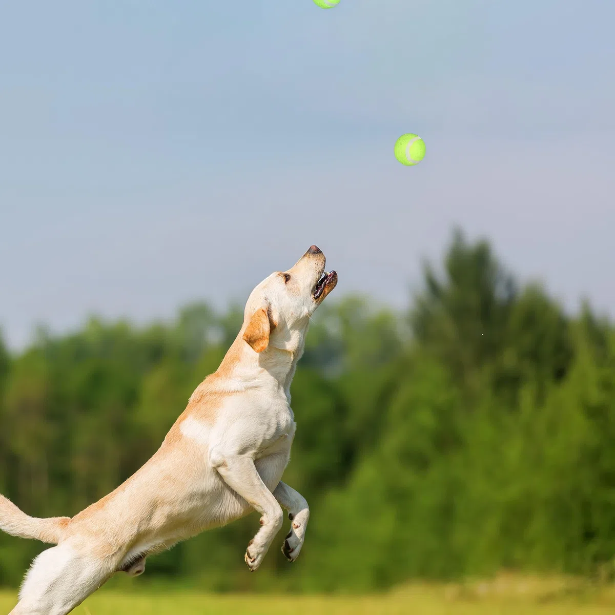 Relaxdays Lanceur en Lot de 4, 8 balles à Lancer pour Votre Chien, Jouet Amusant et Stimulant, Multicolore