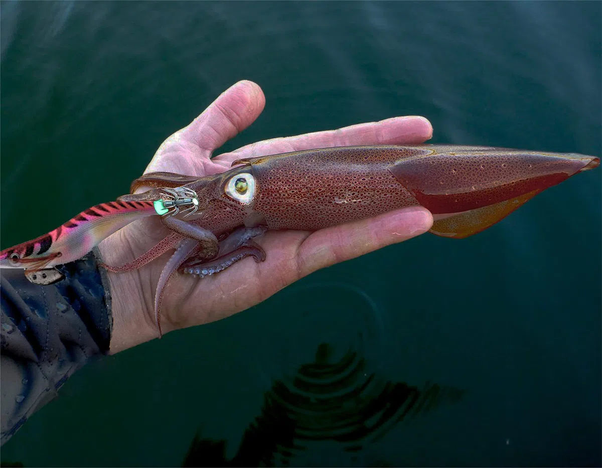 Turlutte plombee turlutte a Calamar calamarette Peche leurre Calamar Peche mer Lumineux seiche